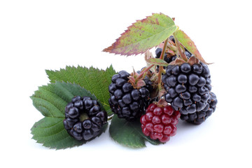 Canvas Print - Cluster of blackberries on leaves