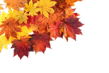 autumn maple leaves background