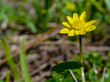 Lesser celandine , one of the first spring wildflower. Ranunculus Ficaria