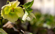 Hellebores in flower. springtime. cross processed. helleborus argutifolius