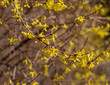 Yellow Forsythia koreana flowers in the garden at the middle of sunny spring