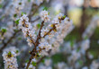 Blooming daphne mezereum . Beautiful mezereon blossoms in spring. Branch with white flowers of mezereum, mezereon, spurge laurel or spurge olive.