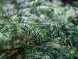Fir tree brunch close up. Shallow focus. Fluffy fir tree brunch close up. Christmas wallpaper concept.