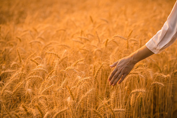 Woman's hand touching wheat in field background.