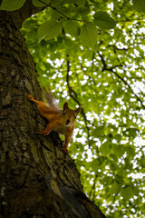 squirrel on tree