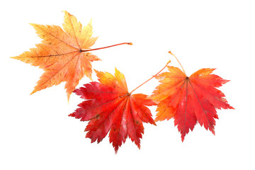 autumn maple leaves