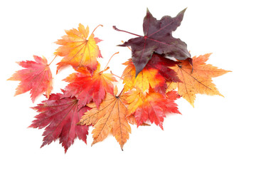 Autumn maple leaves