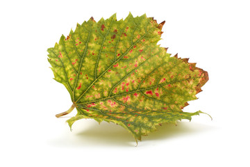 Canvas Print - Autumn grape leaf