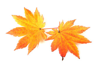 two autumn maple leaves