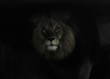 Portrait große Katze, direkter Blick von einem Löwen