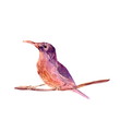Wild bird sitting on a branch. Brown, pink and violet hand painted watercolor. Vintage colorful illustration isolated on white background