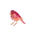 Wild bird, purple and pink hand painted watercolor. Vintage colorful illustration isolated on white background