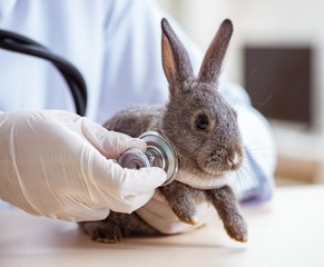 Wall Mural - Vet doctor checking up rabbit in his clinic