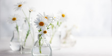 Beautiful Daisy Flowers In Glass Vases On Light Background. Floral Composition In Home Interior.