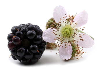 Poster - Blackberry and flower