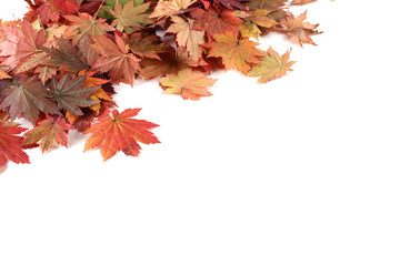 autumn maple leaves background