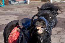 Harnessed Black Adult Pony With Open Mouth.