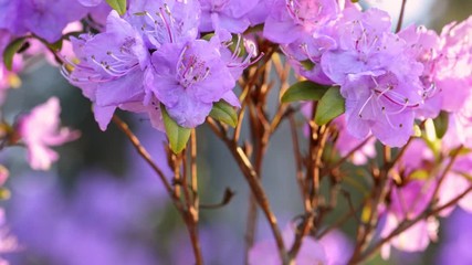 Fotomurales - Pink rhododendron flowers in springtime