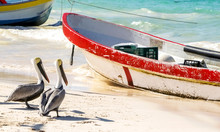 Funny Wild Pelicans On The Beach Near Fishing Boats. Mexico, Caribbean Coast.