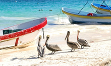 Funny Wild Pelicans On The Beach Near Fishing Boats. Mexico, Caribbean Coast.