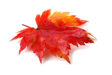 autumn maple leaf