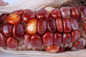 Canvas Print - Red exotic corn