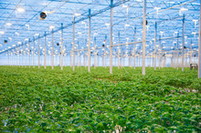 Inside Of Greenhouse Free Stock Photo - Public Domain Pictures