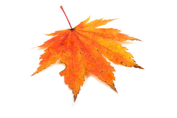 Autumn maple leaf