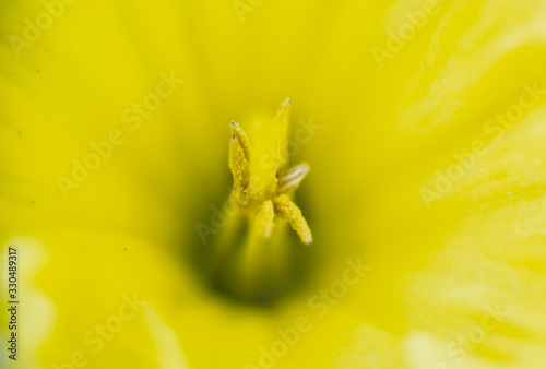 Fotomural pistils de fleur jaune, gros plan, macro en été
