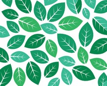 Mint Leaf Illustration Vector Template