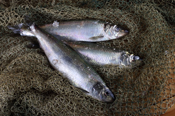 Wall Mural - Herring on net