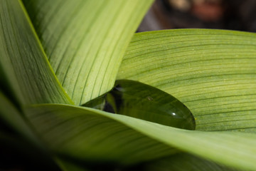 water in plant