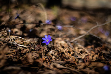 Wall Mural - wild hepatica flowers inthe spring sunny forest 