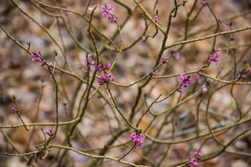 Wall Mural - Sign of spring. Blooming Daphne mezereumshrub.