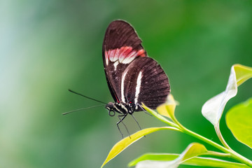 Wall Mural - Heliconius melpomene butterfly, the postman butterfly, common postman or simply postman