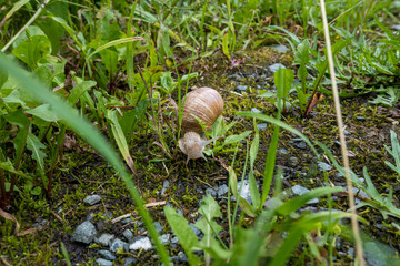 Close-up of a two snail in a garden environment