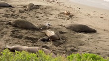 Mother Seal Barking At Baby Seal On Sandy California Beach