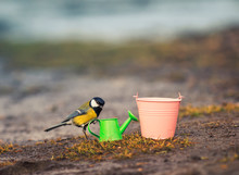 Composition With Bird Tit Flew On Garden Equipment Watering Cans And Buckets On A Sunny Spring Day