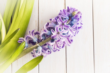 Wall Mural - One purple hyacinth flower on wooden planks.