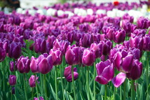 Field Of Netherlands Purple, White Tulips On A Sunny Day Closeup