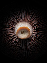 A Close Up Shot Of A Mushroom