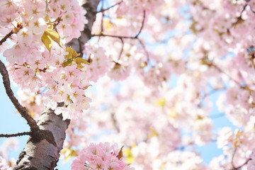 Wall Mural - Cherry blossoms to mark the beginning of spring.