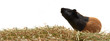Wide photo cover banner for social media Guinea pig (Cavia porcellus) is a popular pet. Young tricolor guinea pig stands sideways on dry grass and looks up on a white background.