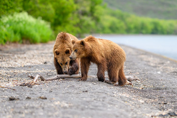 Ruling the landscape, brown bears of Kamchatka (Ursus arctos beringianus)