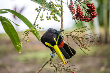 Yellow throated toucan closeup portrait eating fruit of a Palm tree in famous Tortuguero national park Costa Rica