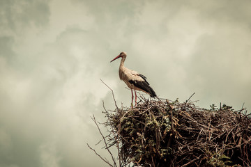 stork in a nest against the sky