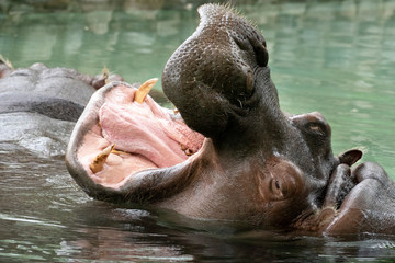 Wall Mural - open mouth hippo close up