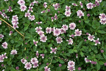 Wall Mural - Phyla nodiflora