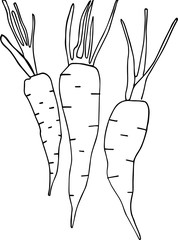 Carrot black and white line hand drawing vegetable healthy illustration food health vector organic farm vegetarian art raw agriculture salad