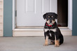 Puppy at Front Door of House